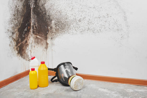 Best Localized Mold Remediation (e.g., coastal areas, humid climates) in Matheny, CA