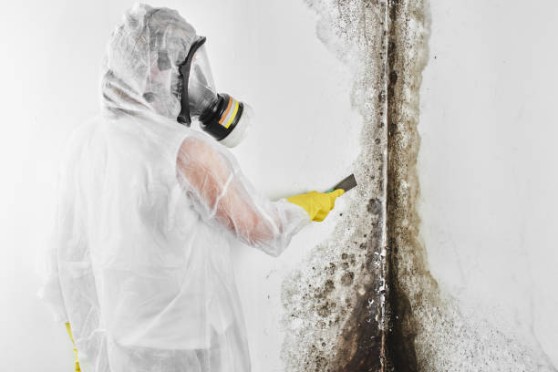 Best Mold Testing and Inspection Services in Matheny, CA