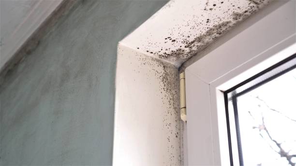Best Mold Remediation for Schools in Matheny, CA