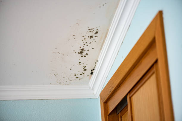 Best Black Mold Remediation in Matheny, CA