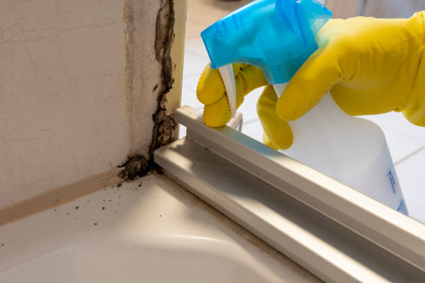 Best Residential Mold Remediation in Matheny, CA