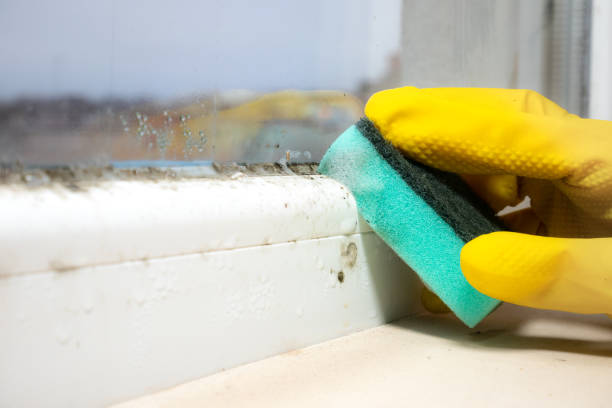 Best Industrial Mold Remediation in Matheny, CA