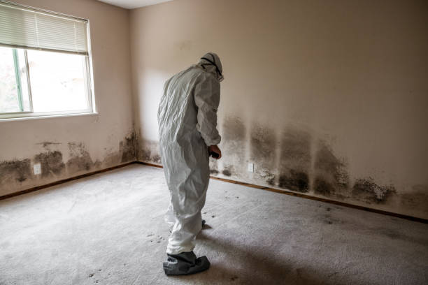 Best Bathroom Mold Remediation in Matheny, CA