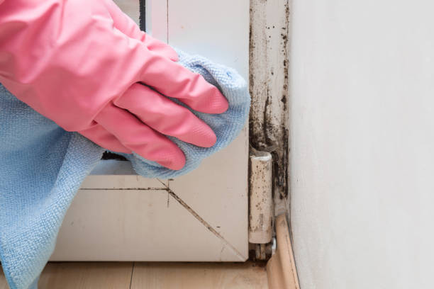Best Post-Remediation Services in Matheny, CA