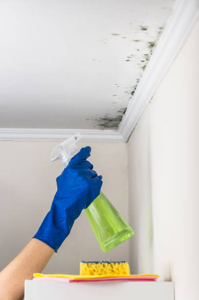 Best Commercial Mold Remediation in Matheny, CA